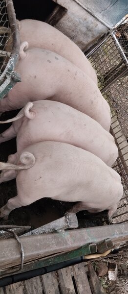 Porci de carne de vanzare pentru Craciun