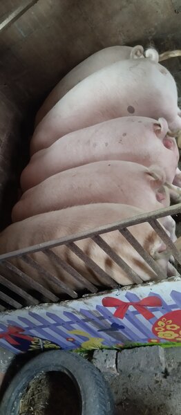 Porci de carne de vanzare pentru Craciun