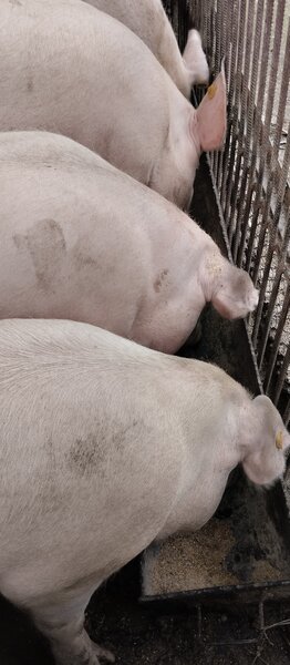 Porci de carne de vanzare pentru Craciun