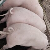 Porci de carne de vanzare pentru Craciun